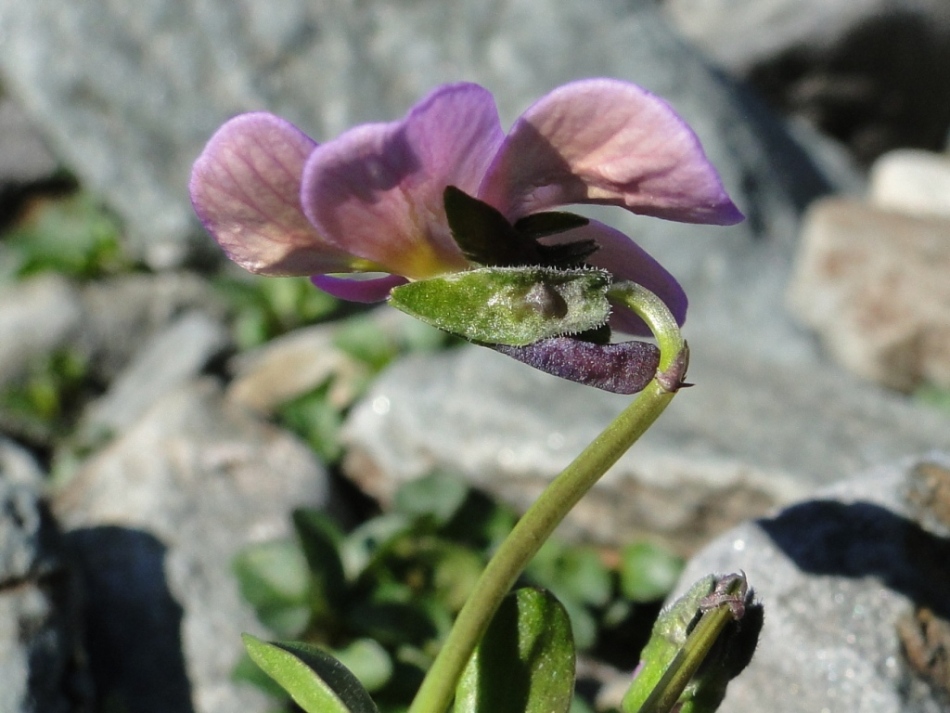 Viola comollia  -  Viola di Comolli